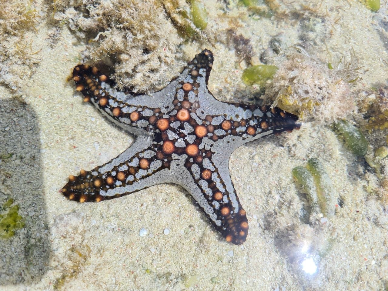 Colorful starfish in shallow Zanzibar waters