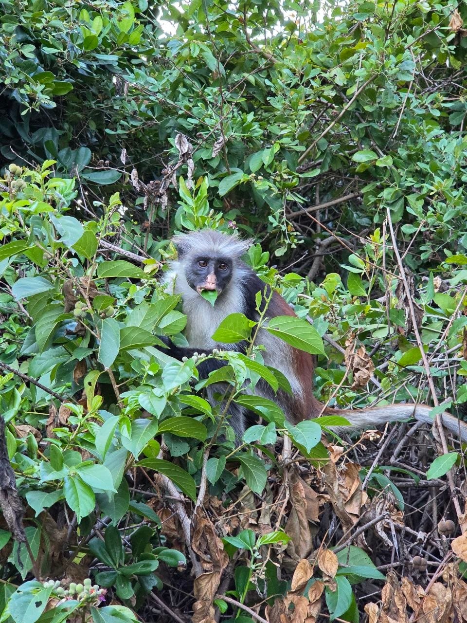 Red Colobus monkey in Jozani Forest