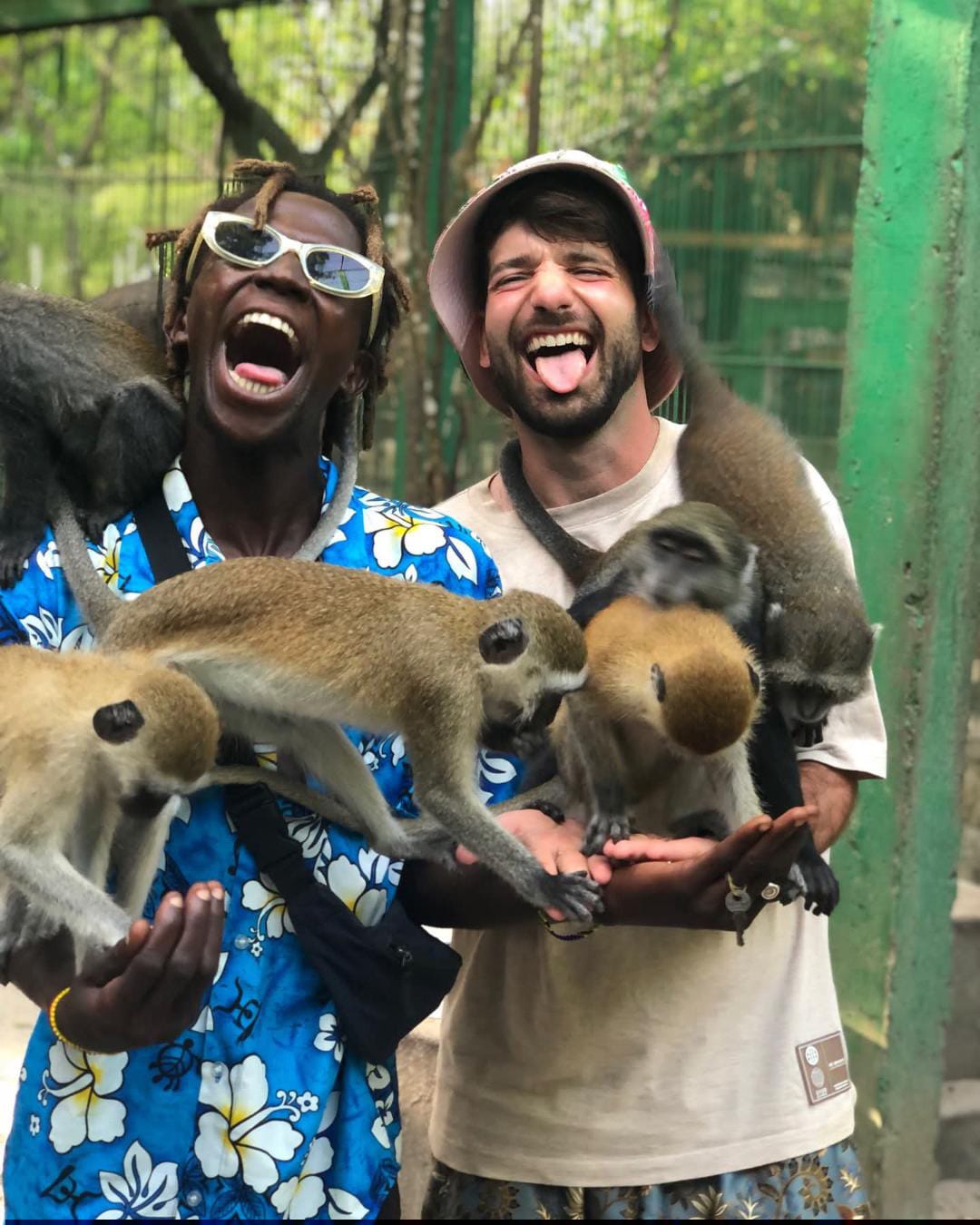 Playful monkeys in Zanzibar