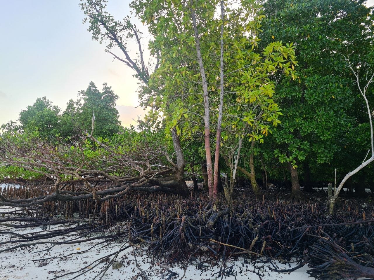 Mangrove forest roots on beach