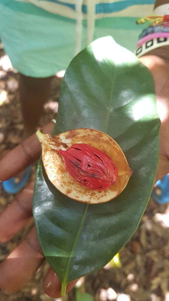 Fresh nutmeg at Zanzibar spice farm