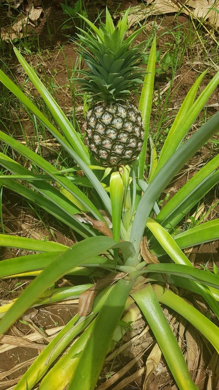 Pineapple growing at spice farm